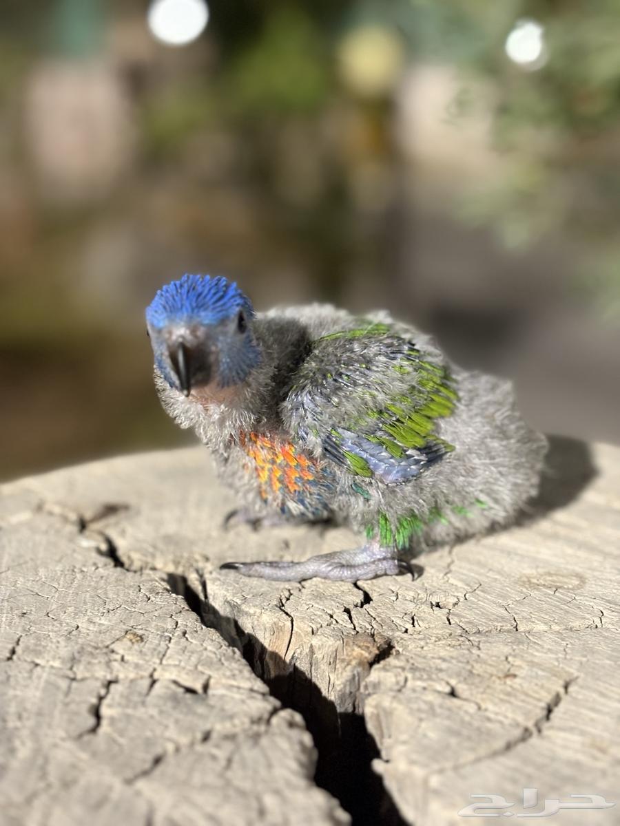 فروخ ببغاء اللوري64357806733699110