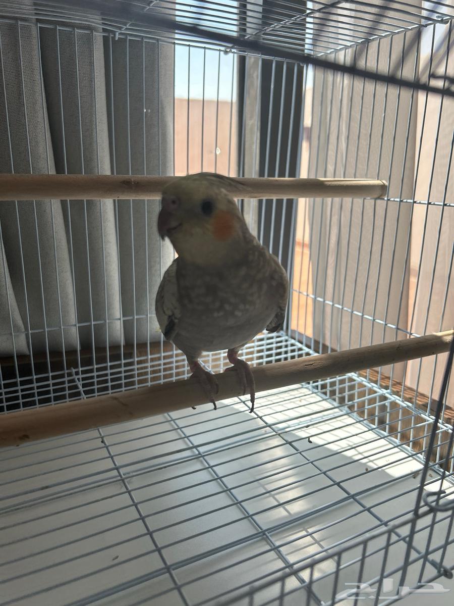 Crown is aggressive and tame, almost four and a half months old and likes to be scratched64352673570563110