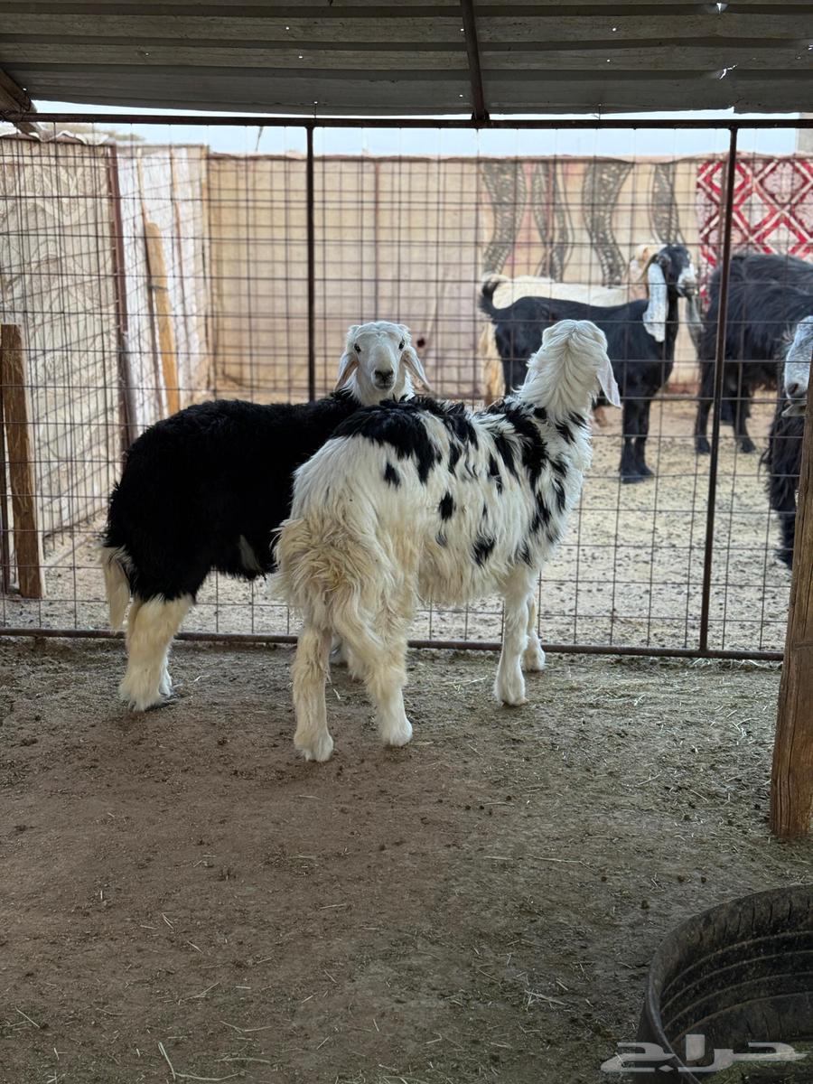 طليان نجد مقفله64360068874627112