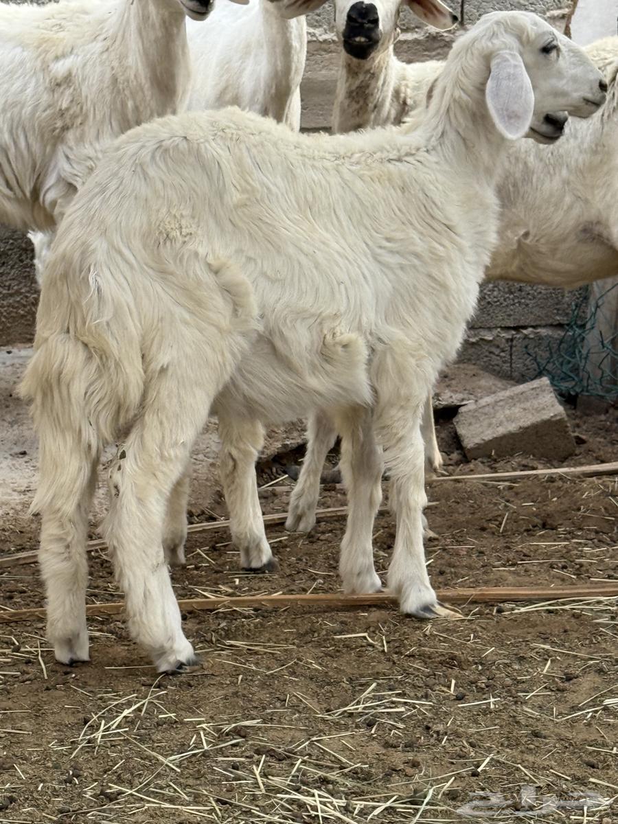 رخال للبيع64359346342274110