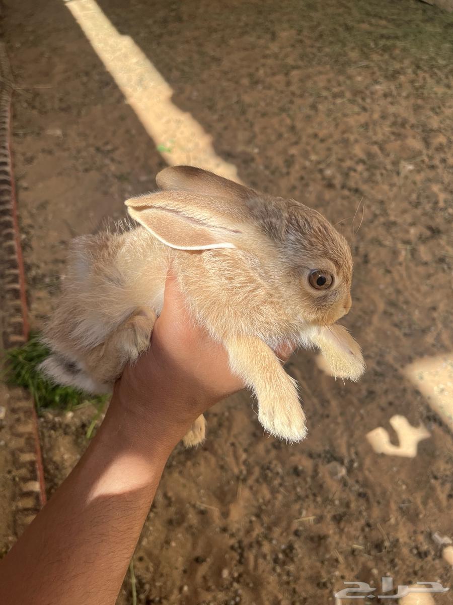 Rabbits64360594619393110