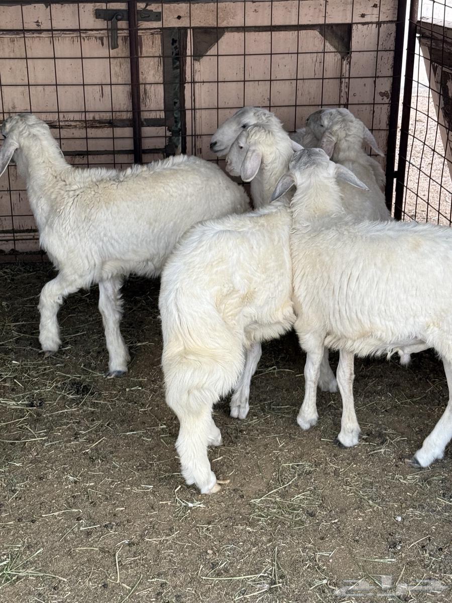 طليان للبيع64357468242177111