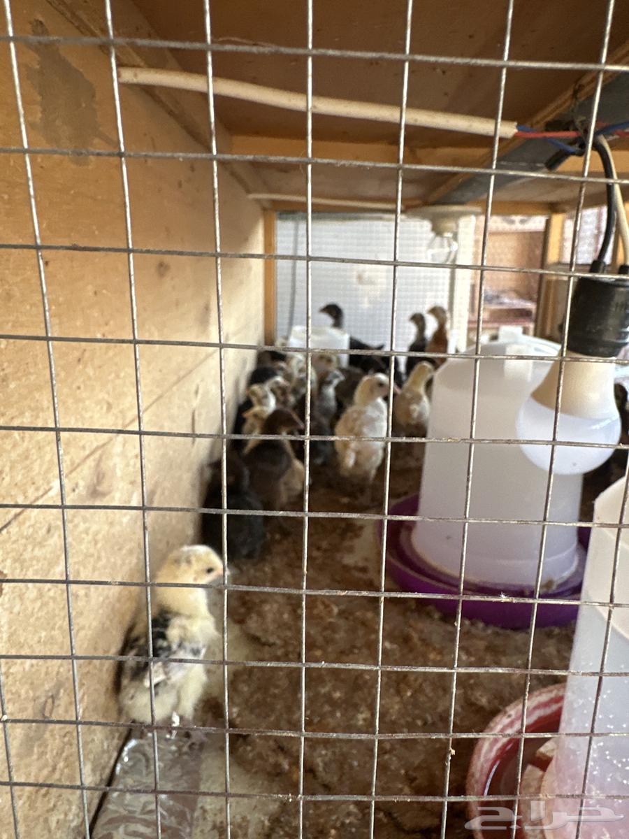 صوص بلدي64357012015874110