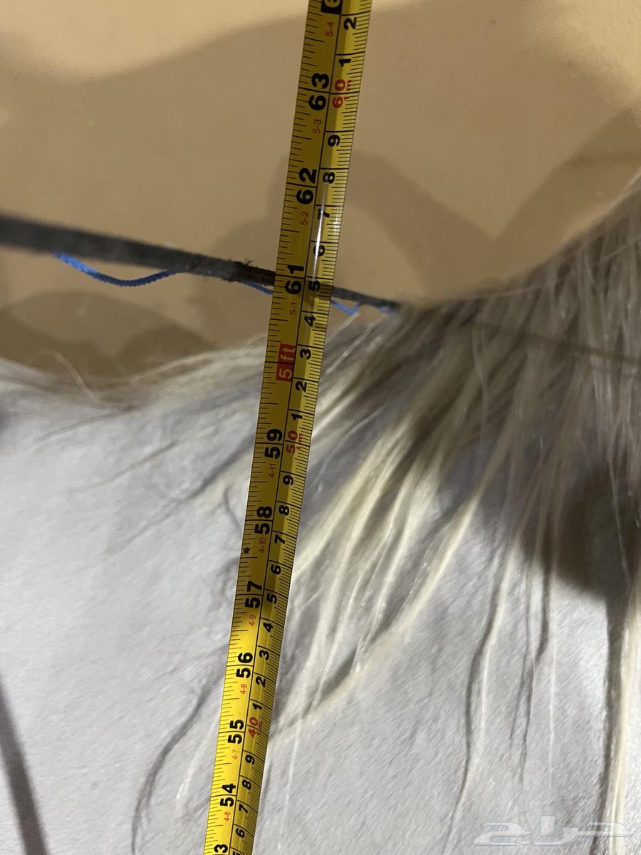 حصان شعبي64349140497025112