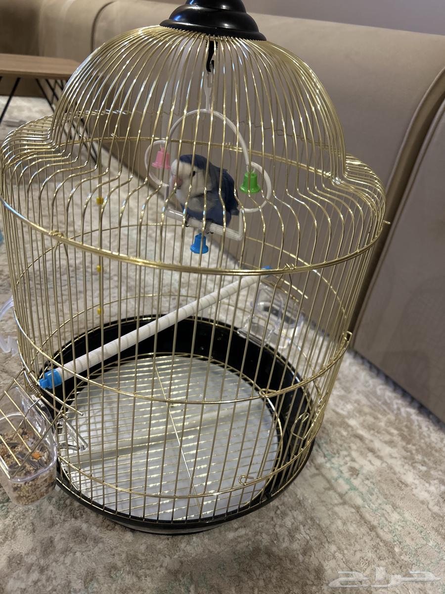 طير روز العمر 3 اشهر او 4 انثى64357085395587110