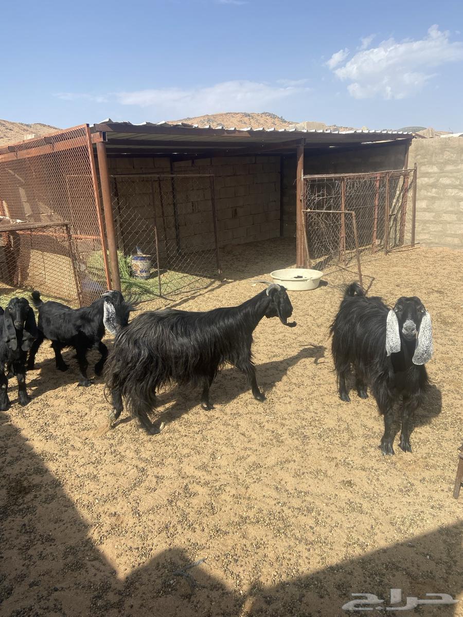 بيع معزا عوارض طيبه64352565846275110