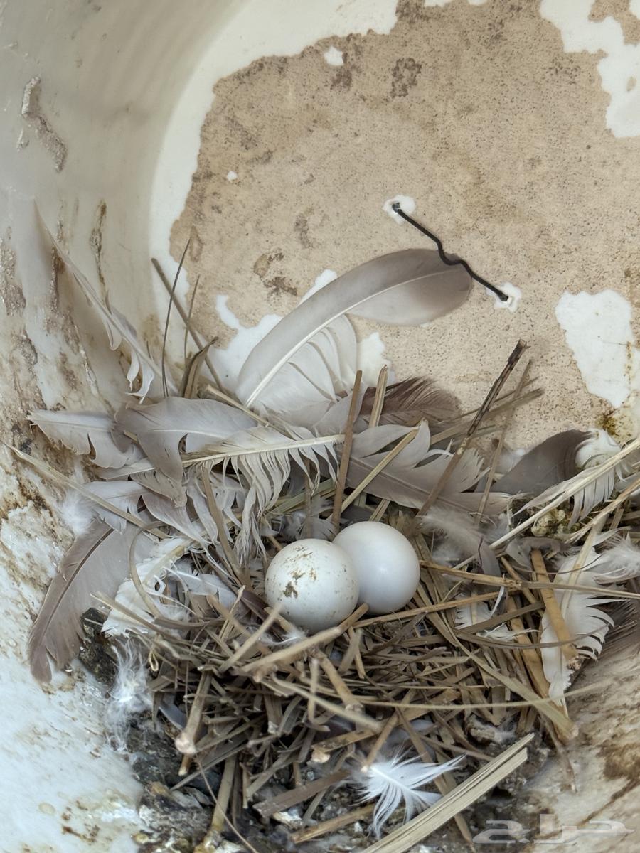 للبيع حمام سلفر64361370492419114