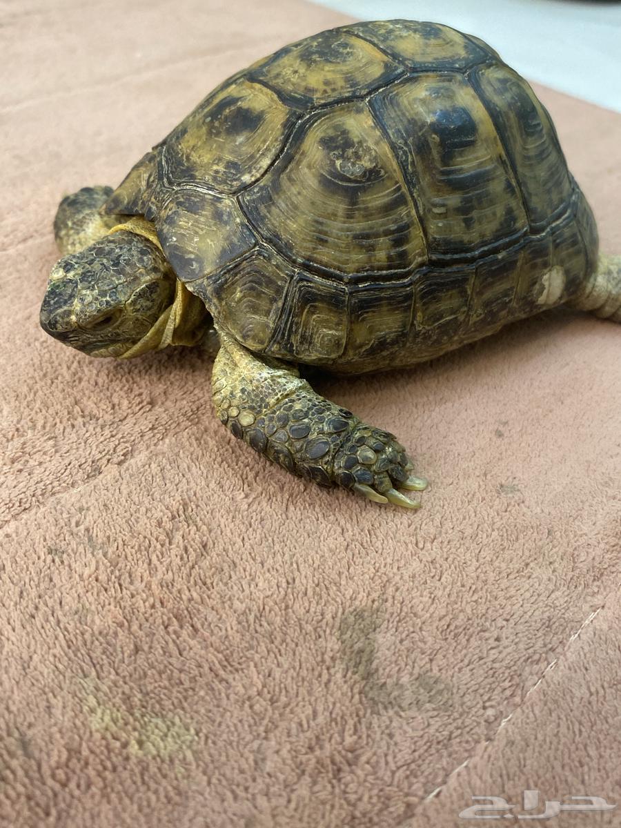 سلحفاه للبيع64354769411971110