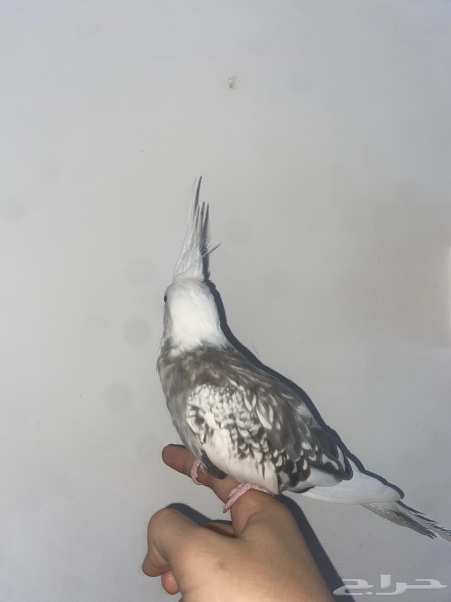 كروان هولندي للبيع عمره سنه وا اربع شهور حولها بسعر35064356471940994112