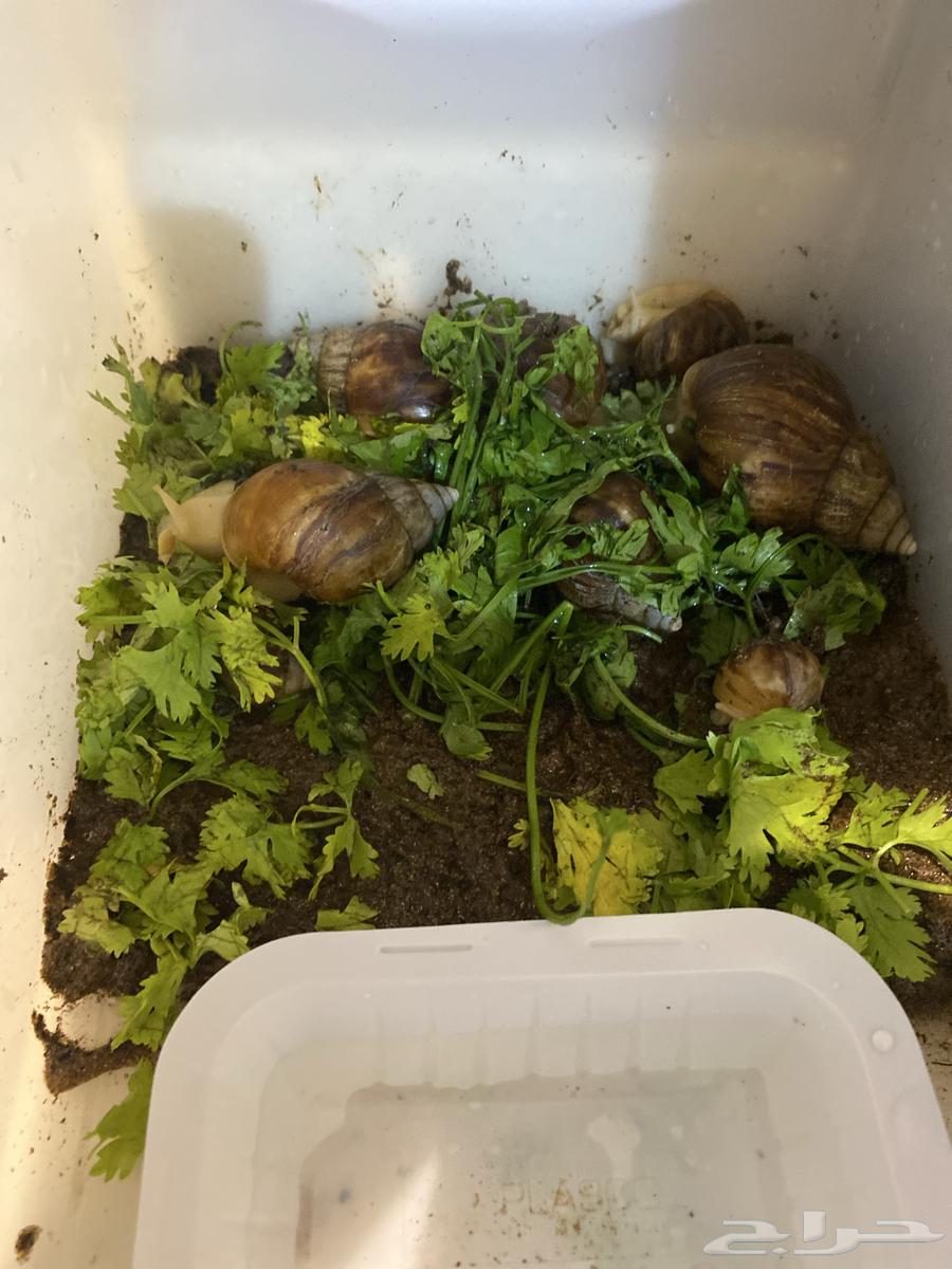 يوجد لدينا سلاحف وحلزونات للبيع64504626722689111