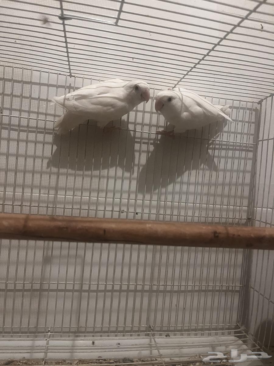 زوج روز البيون عيون حمر منتج بسعر فرده وحده64357482722691114