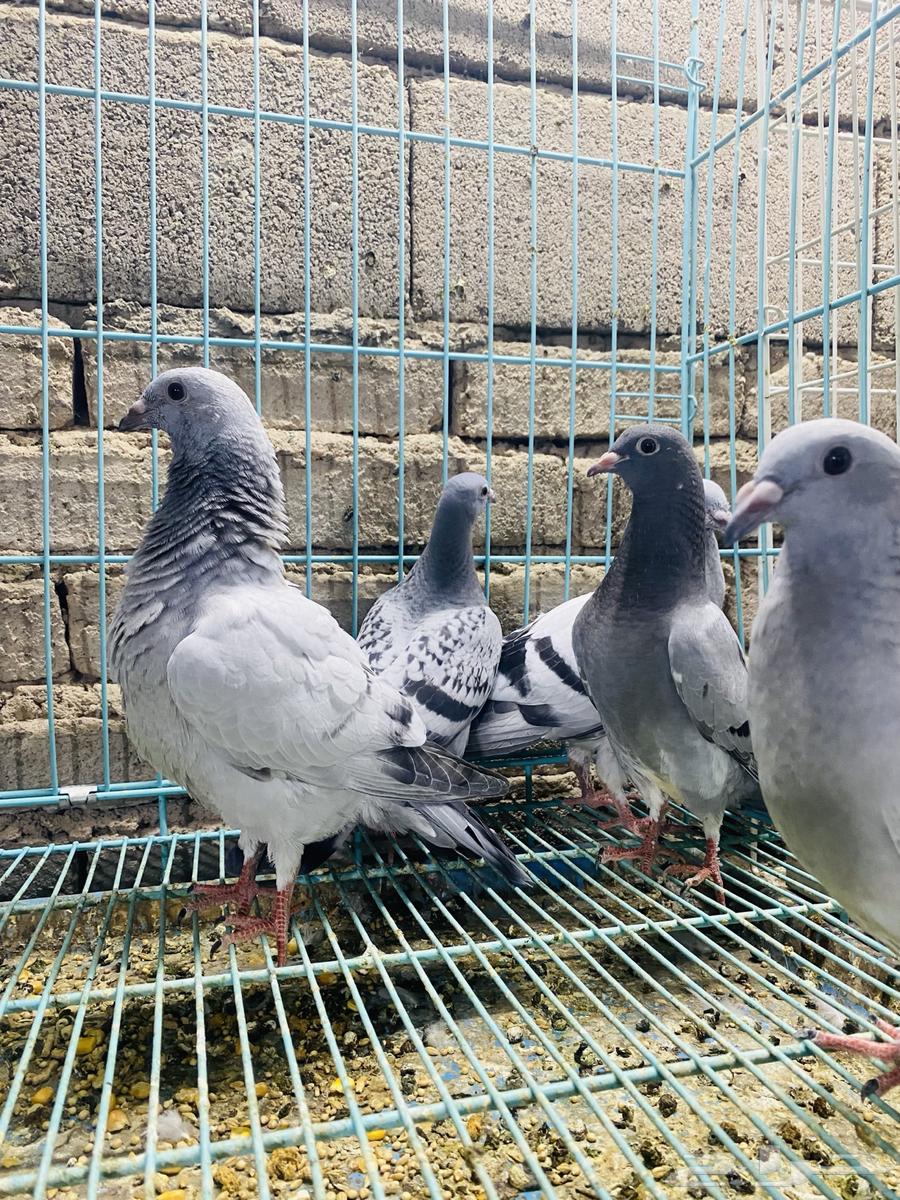 For sale, a set of pigeon squabs64359865022211110