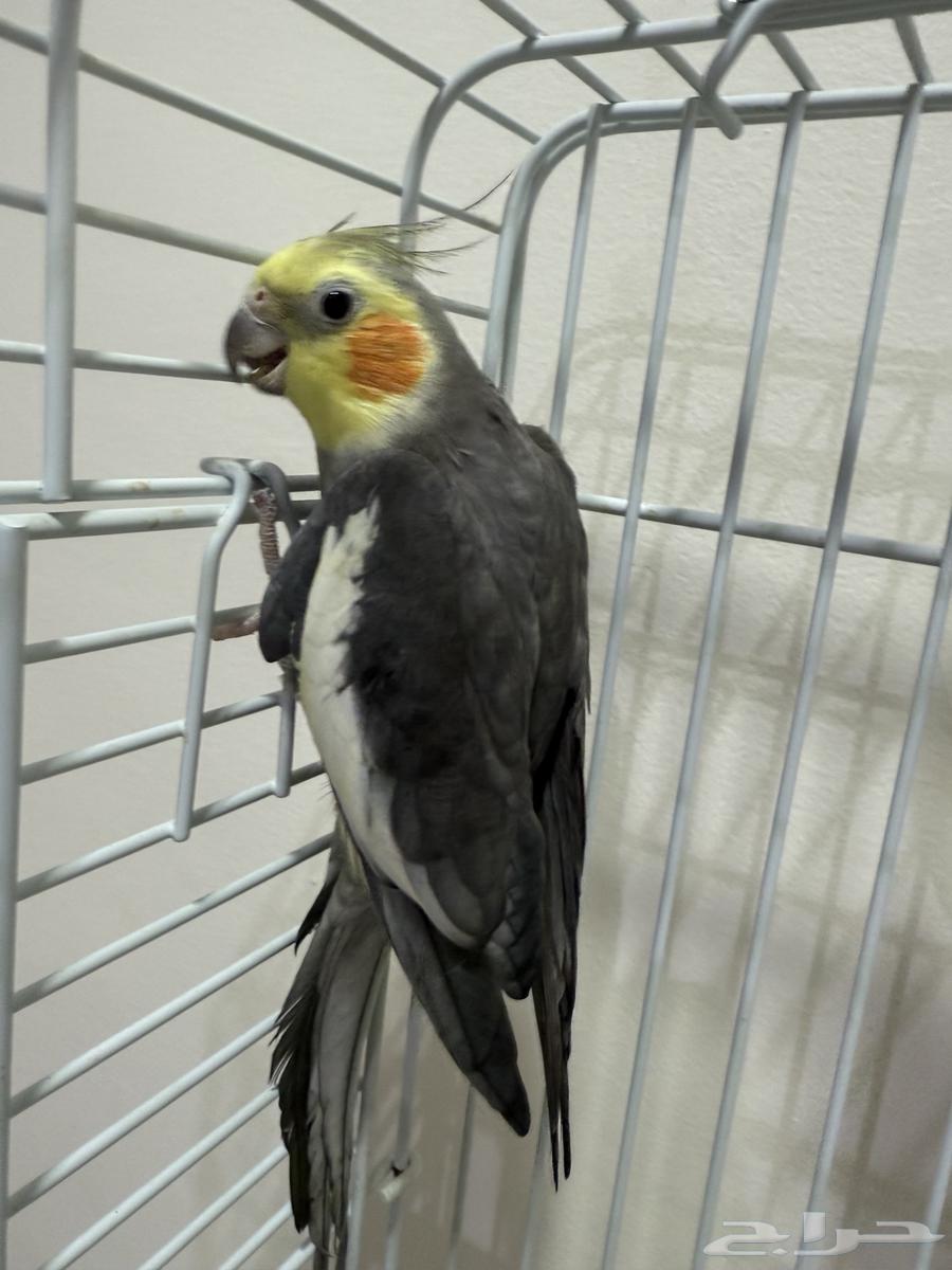 كروان للبيع64355494117889110