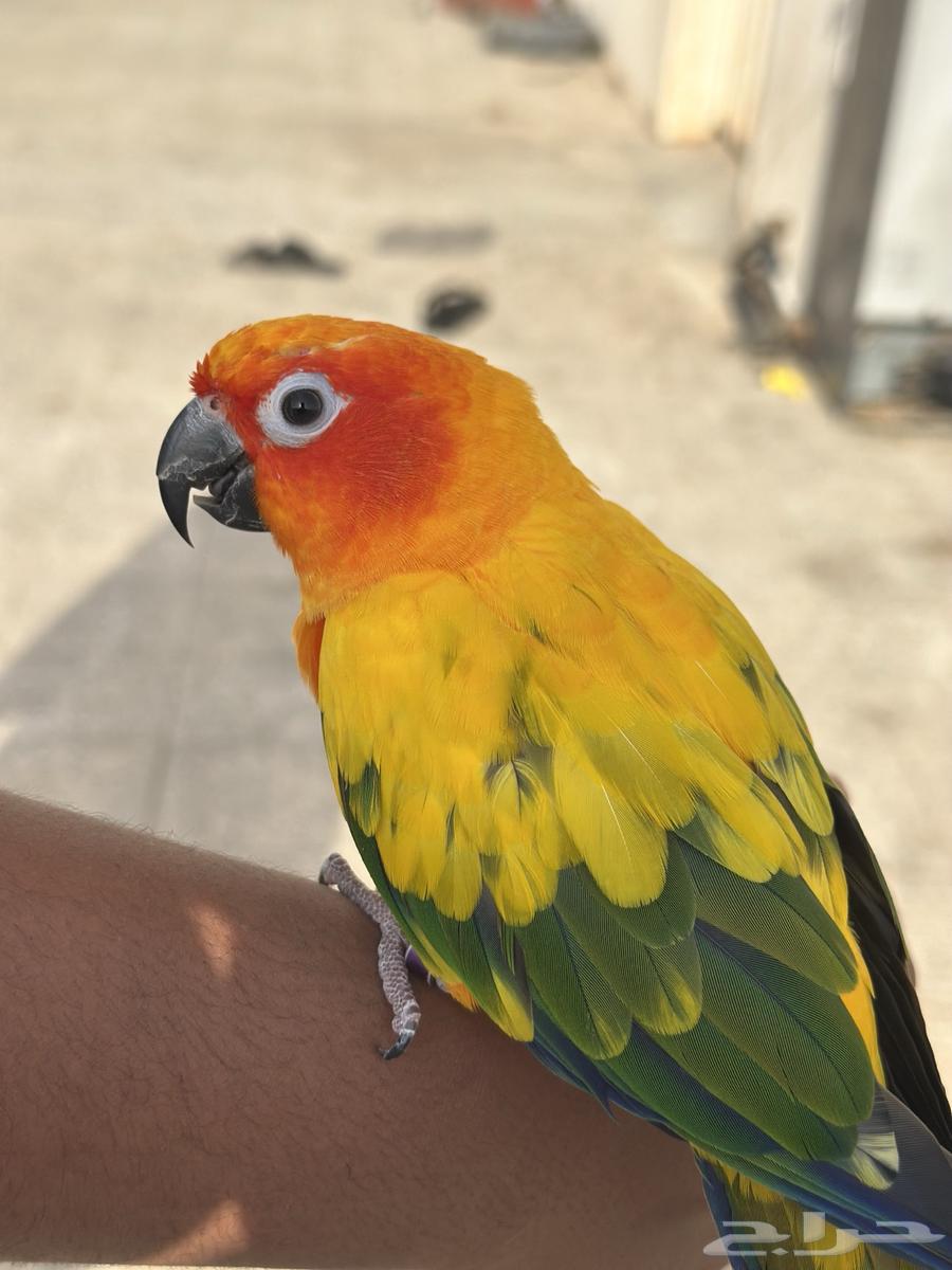 ذكر صن كنيور أليف هدد64357320923521113