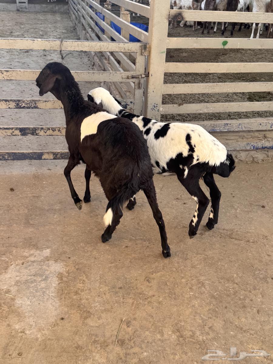 جذعات برابر مهجنه64353210381570112