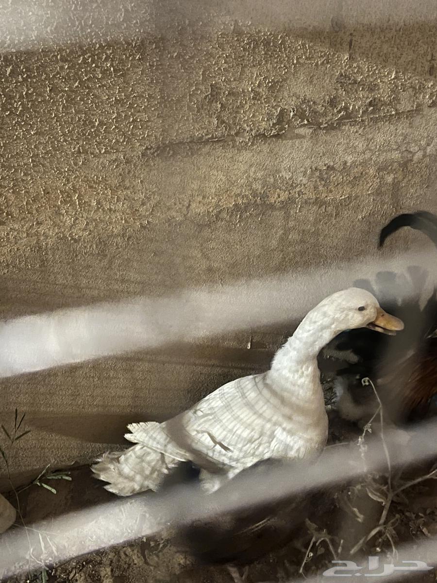 Duck64494222015107110