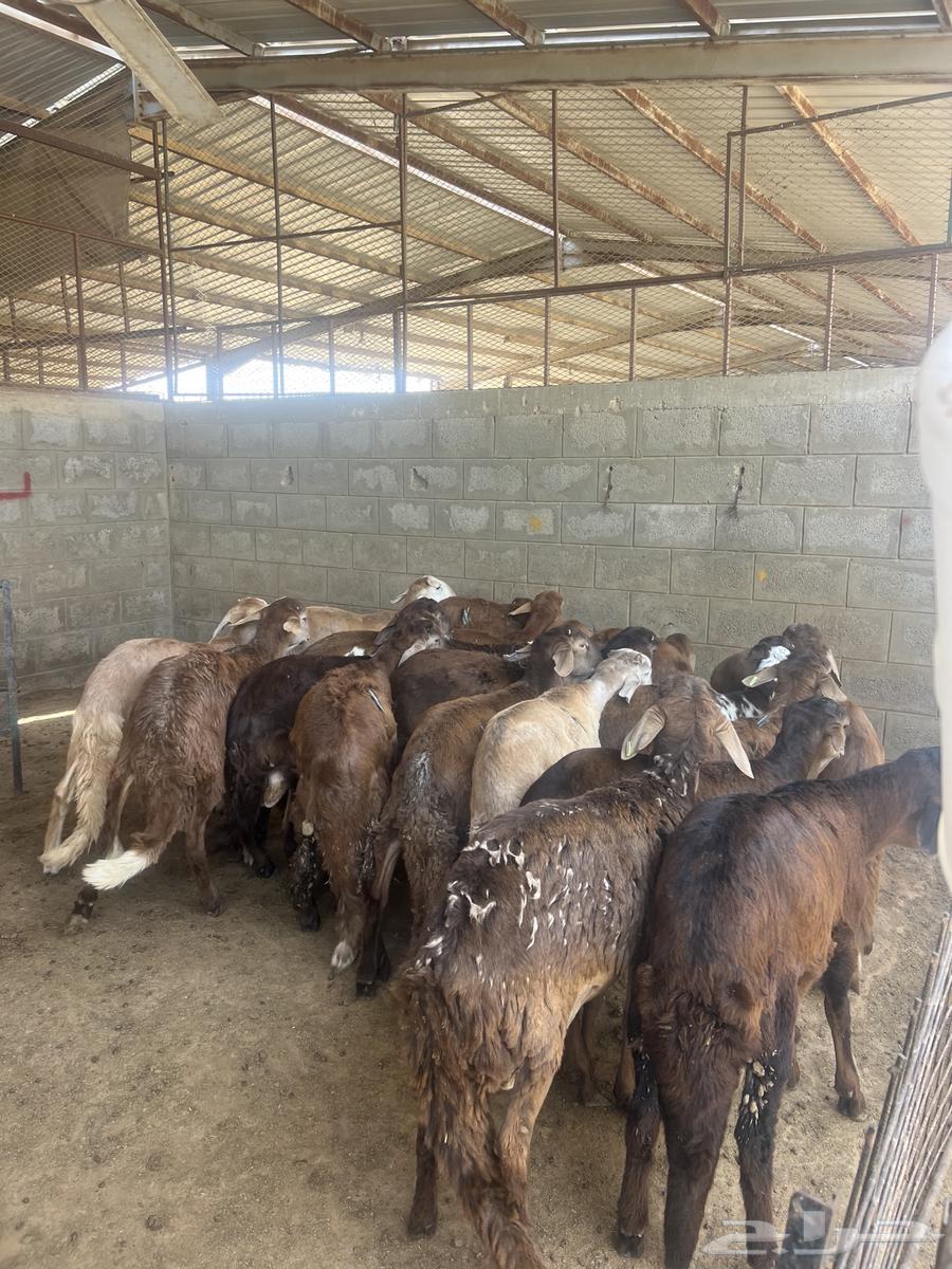 سواكن مرابي64353986796035114