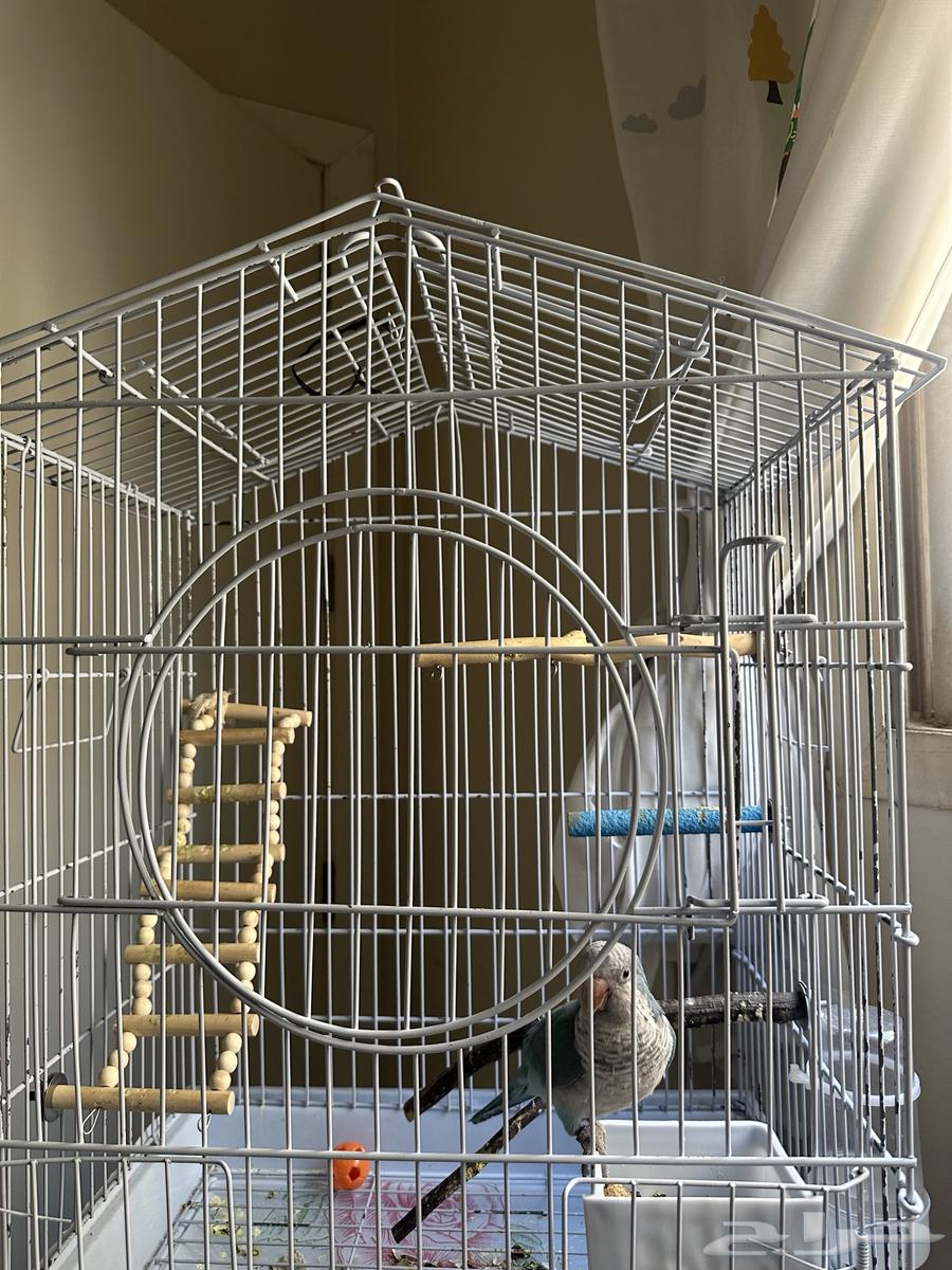 ببغاء كويكر ازرق64352457839619111