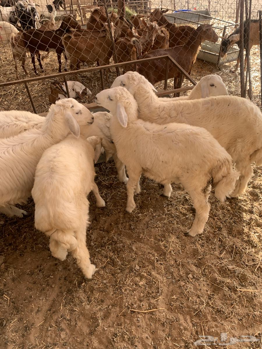 طليان للبيع64357777130754110