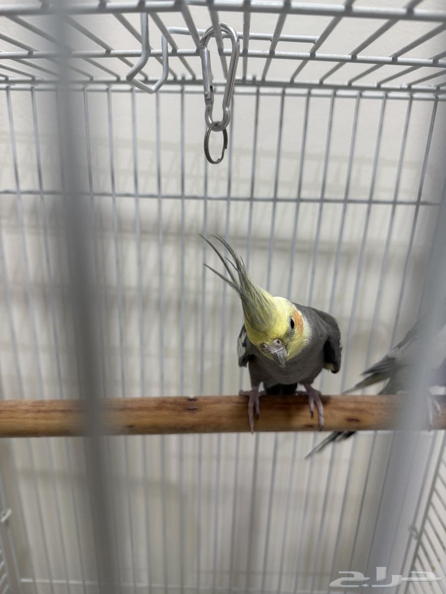 كروان للبيع64355494117889113