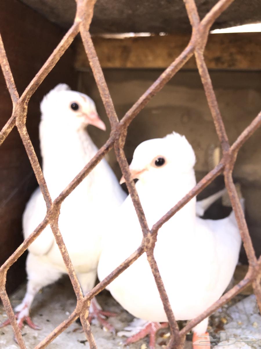 البيع زقليل64359503731330111