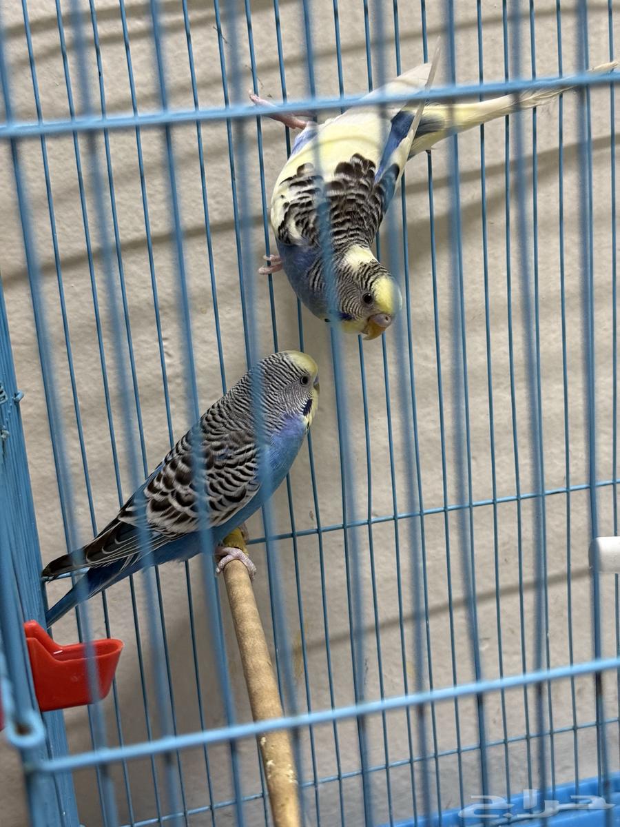 عصافير حب ( بادجي ) للبيع64355873948163111