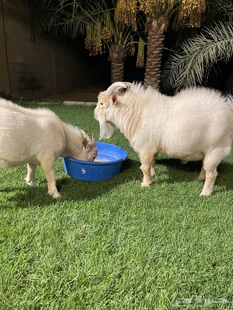 للبيع تيس قزمي أصل عدد 264361238815873112