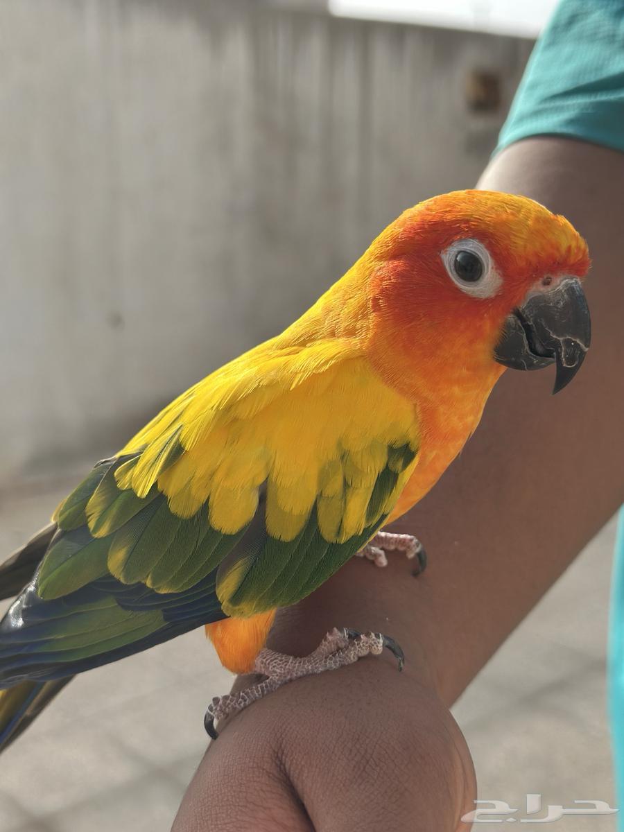 ذكر صن كنيور أليف هدد64357320923521114