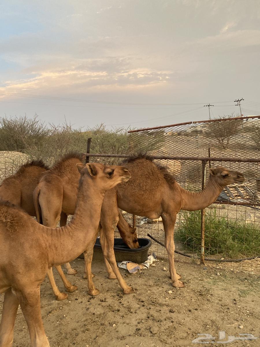 Qa3dan64358957943170110