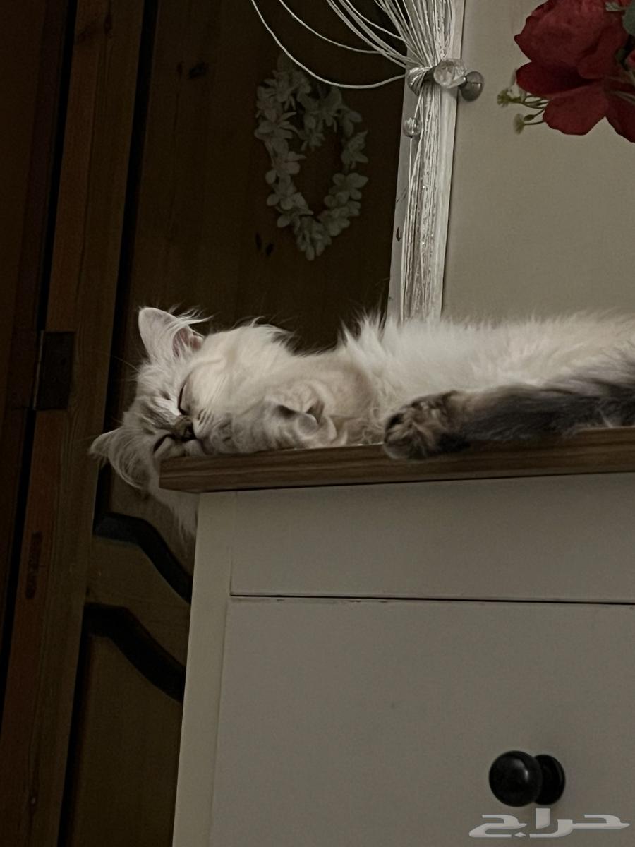 Kitten for sale for 200, 4 months old, very playful, loves to play and energetic63618662628482113