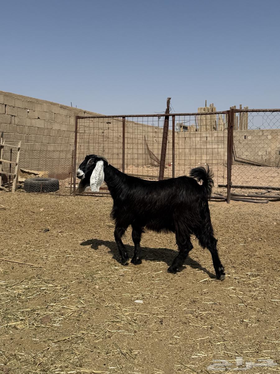 للبيع جذعه عارضيه طيبه64359274557057111