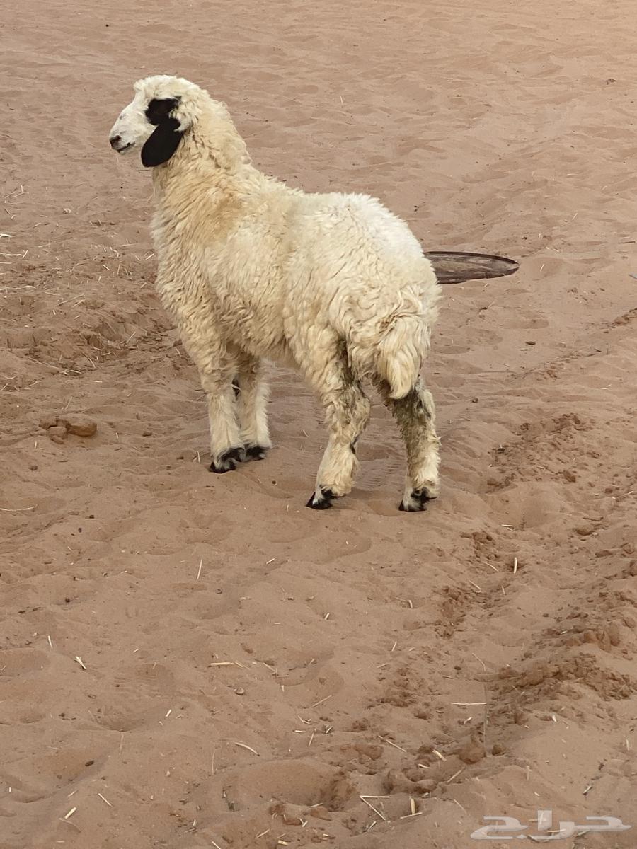 رخل للبيع64358914622851112