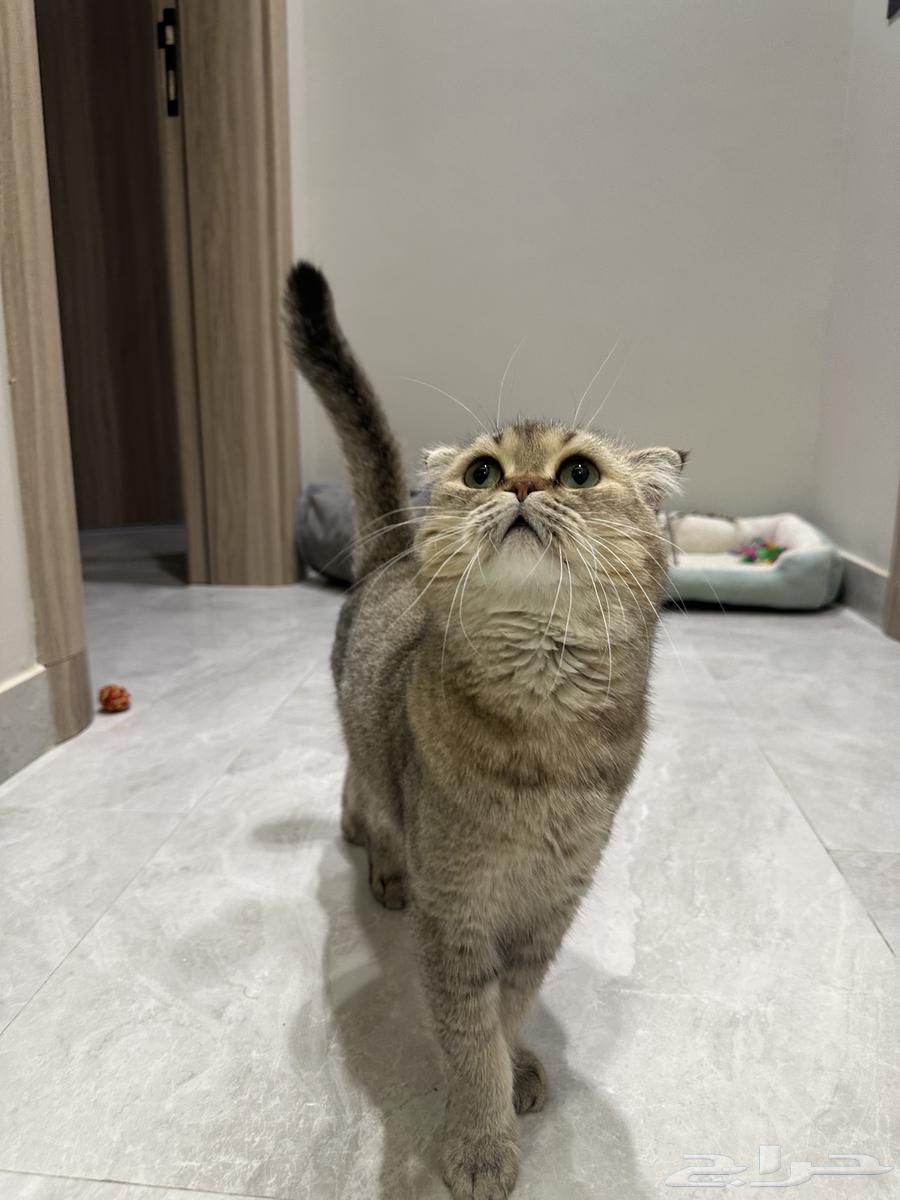 قطو سكوتش للبيع64362195823747113