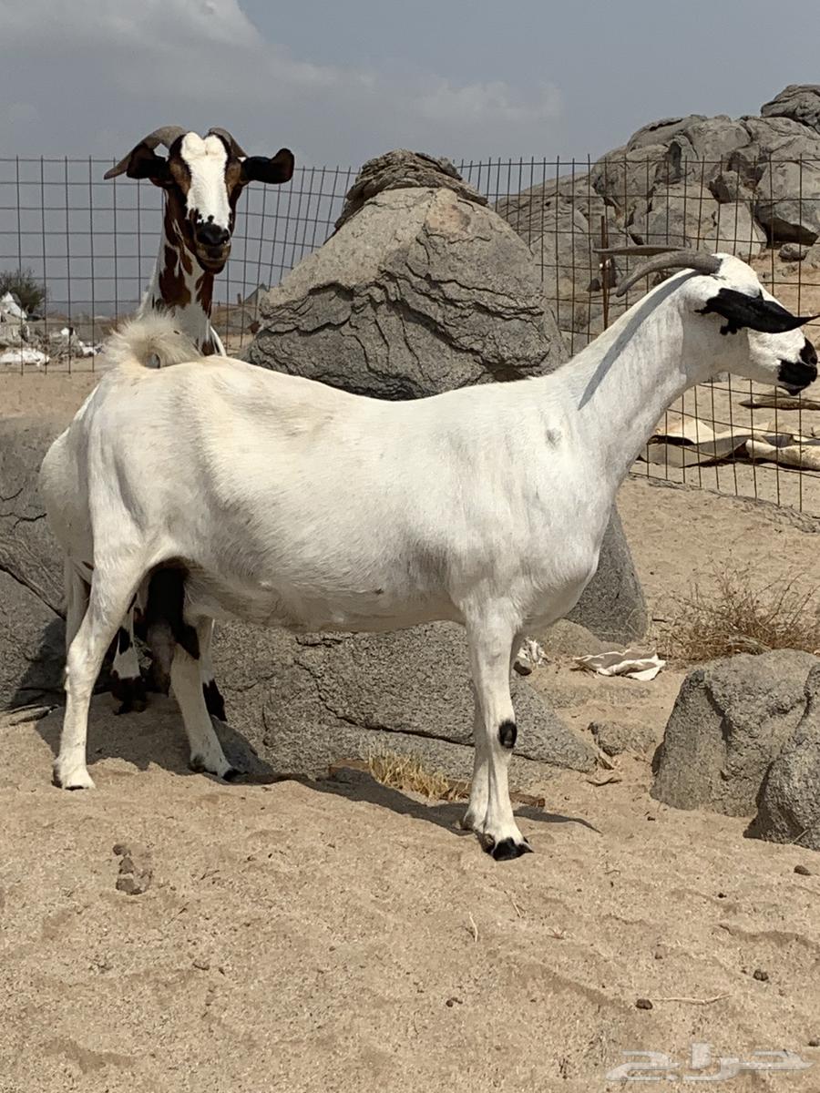 للبيع معزا بيشيات كحل صنف64356048456065111