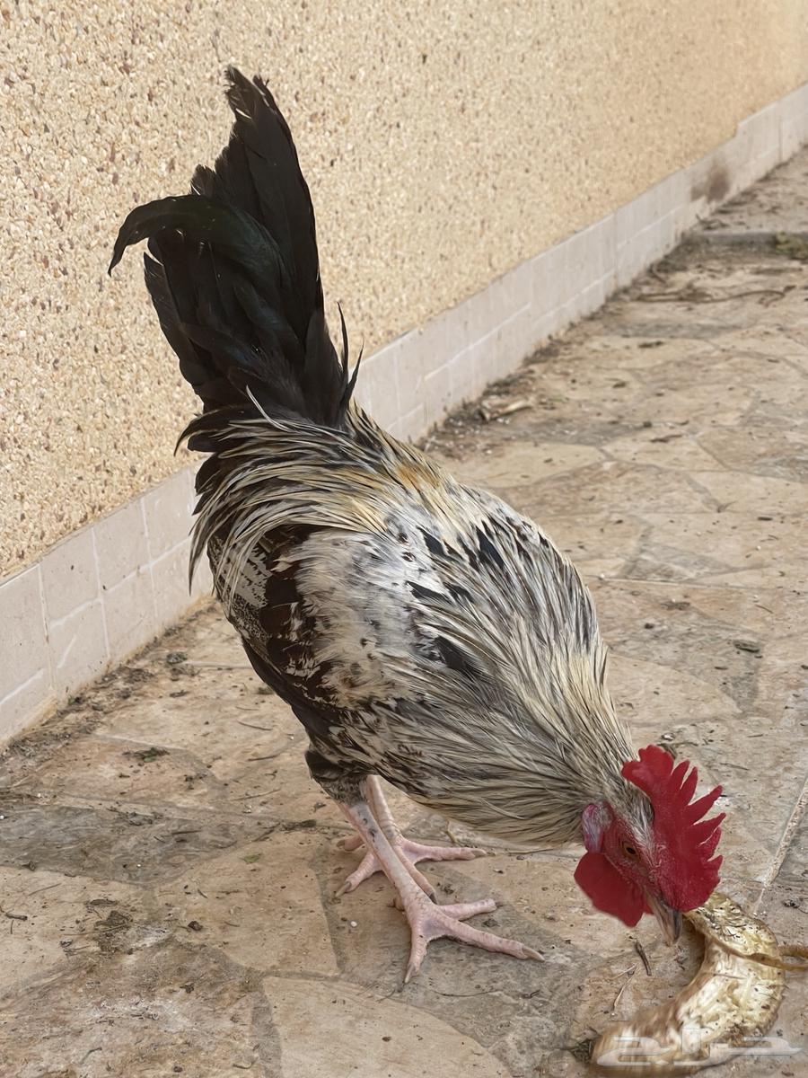 ديك لوهمان وبلدي للبيع64356354906243110