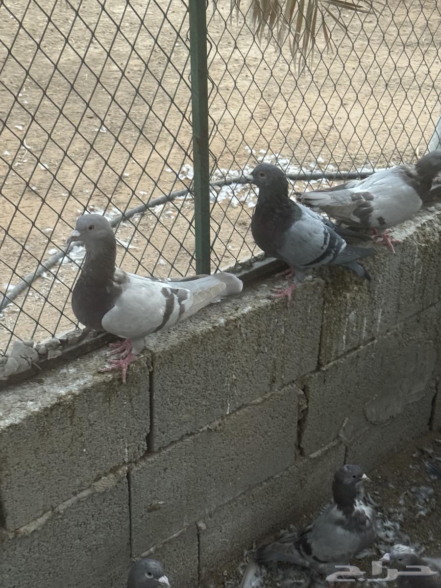 Problematic Bath Set64359474556418111