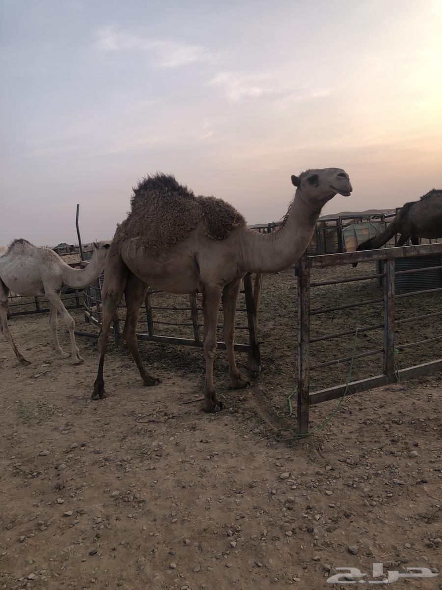 للبيع جذعه شعلا64350159518081110