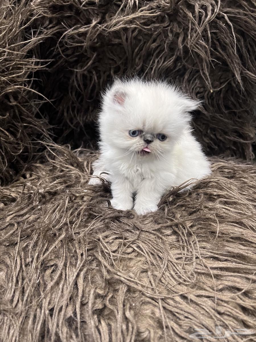 راغدول بيكي فيس بيرشن64354534346882113