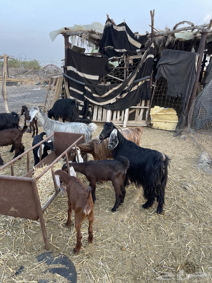 معزاء ولد للبيع64351577318530114