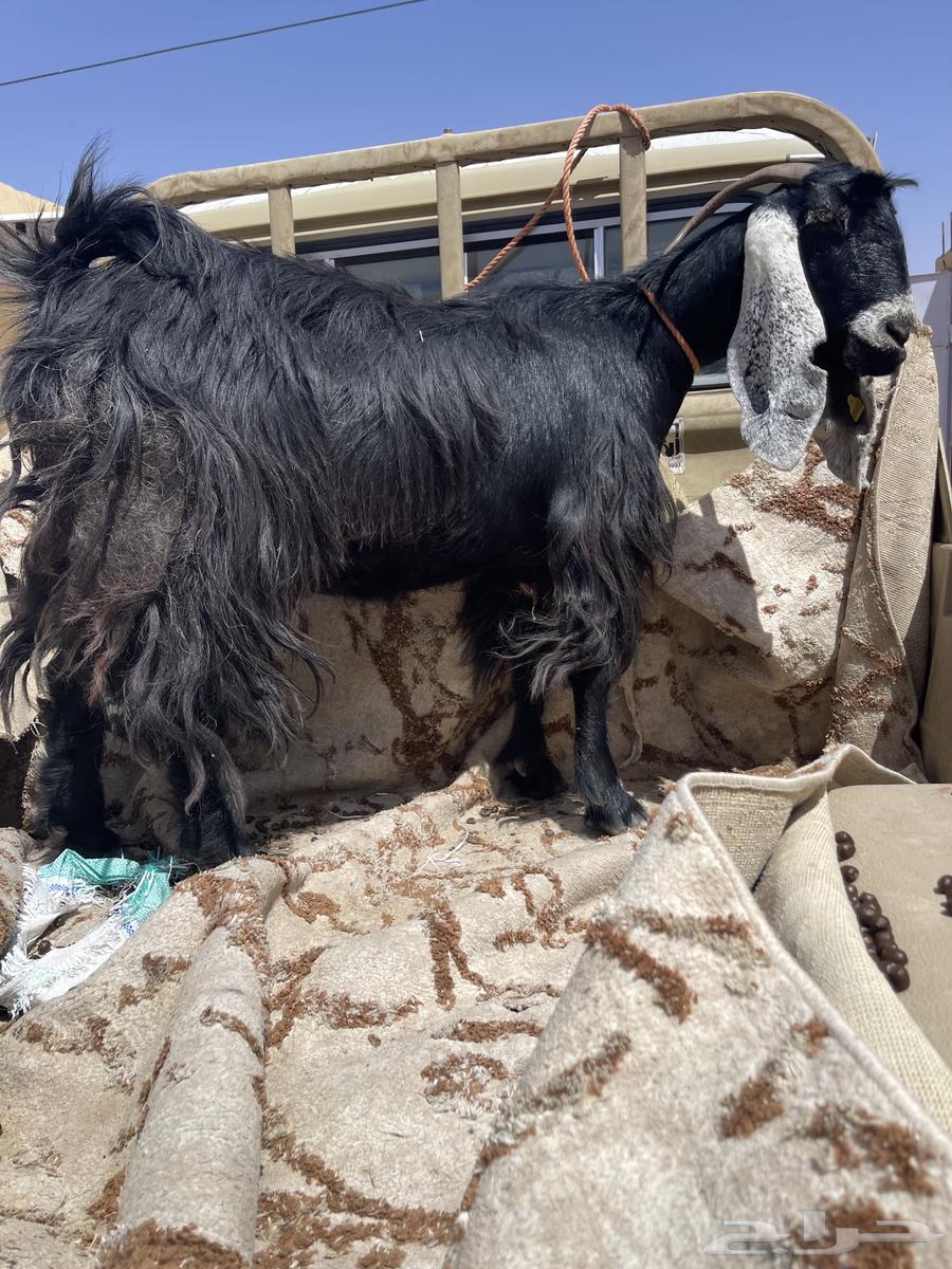 عنز حايل64353438411523113