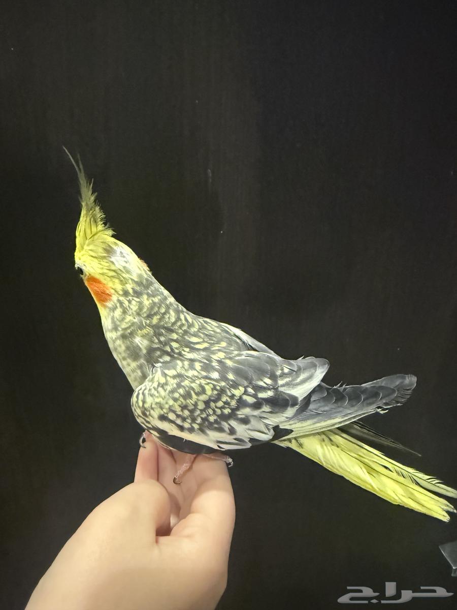 طير كروان للبيع64352718597251110