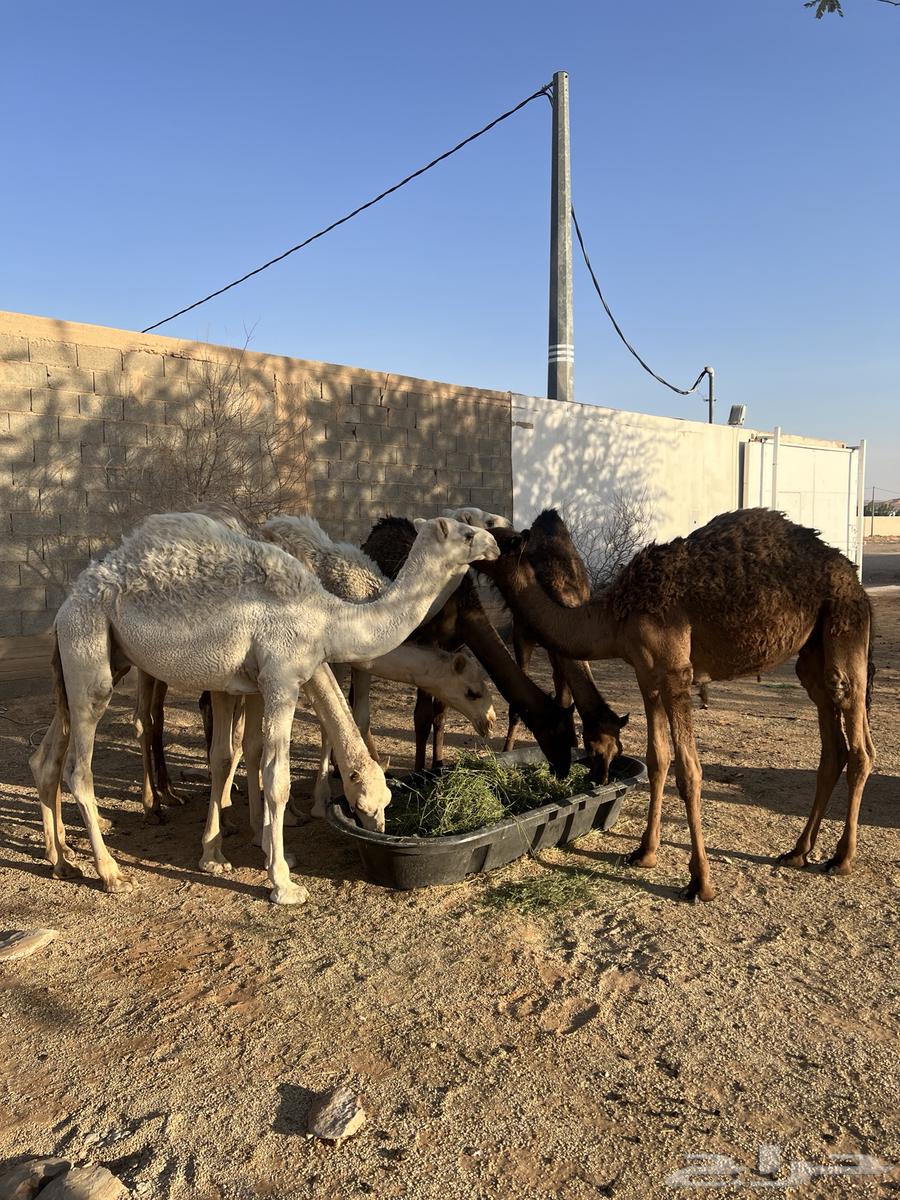 قعدان للبيع64358526688513110