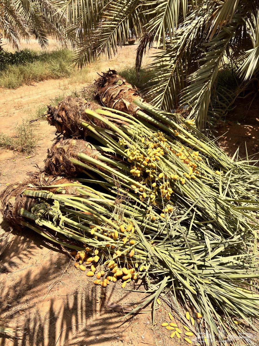 Palm trees for sale in all types and sizes, delivery included64357365195394110