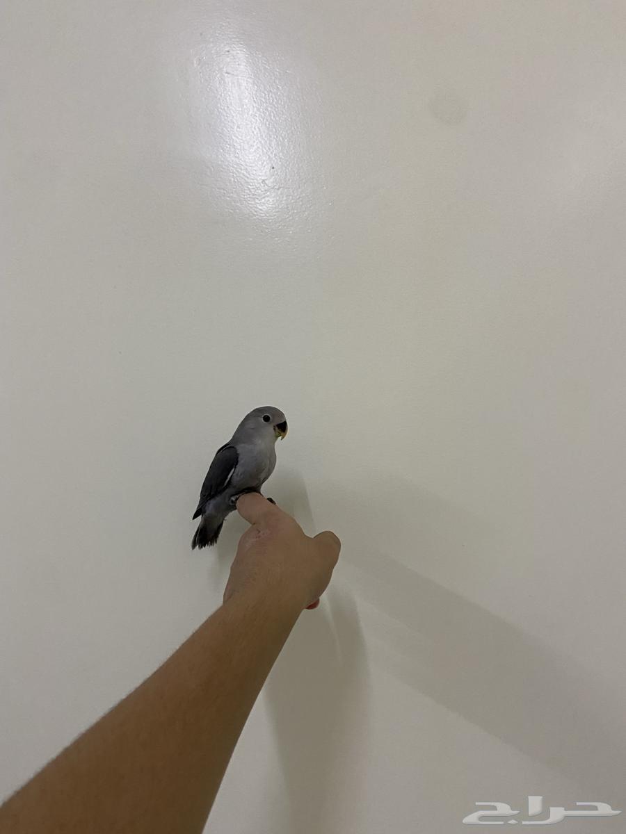 للبيع روز اليف هدد داخلي خارجي نشبه64358038147841112