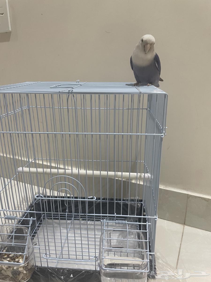 طير روز اليف كثير هدد مزاجي للبيع64349140434691113