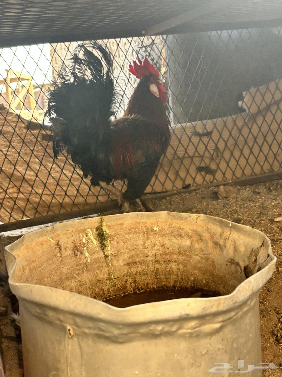 للبيع دجاج عربي اصيل وأغراضه64356325179265112