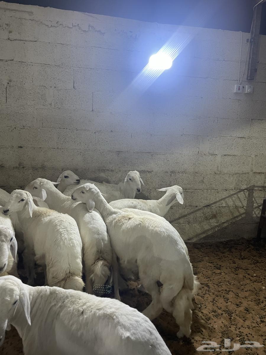 طليان حري فل شحم64352396267138114