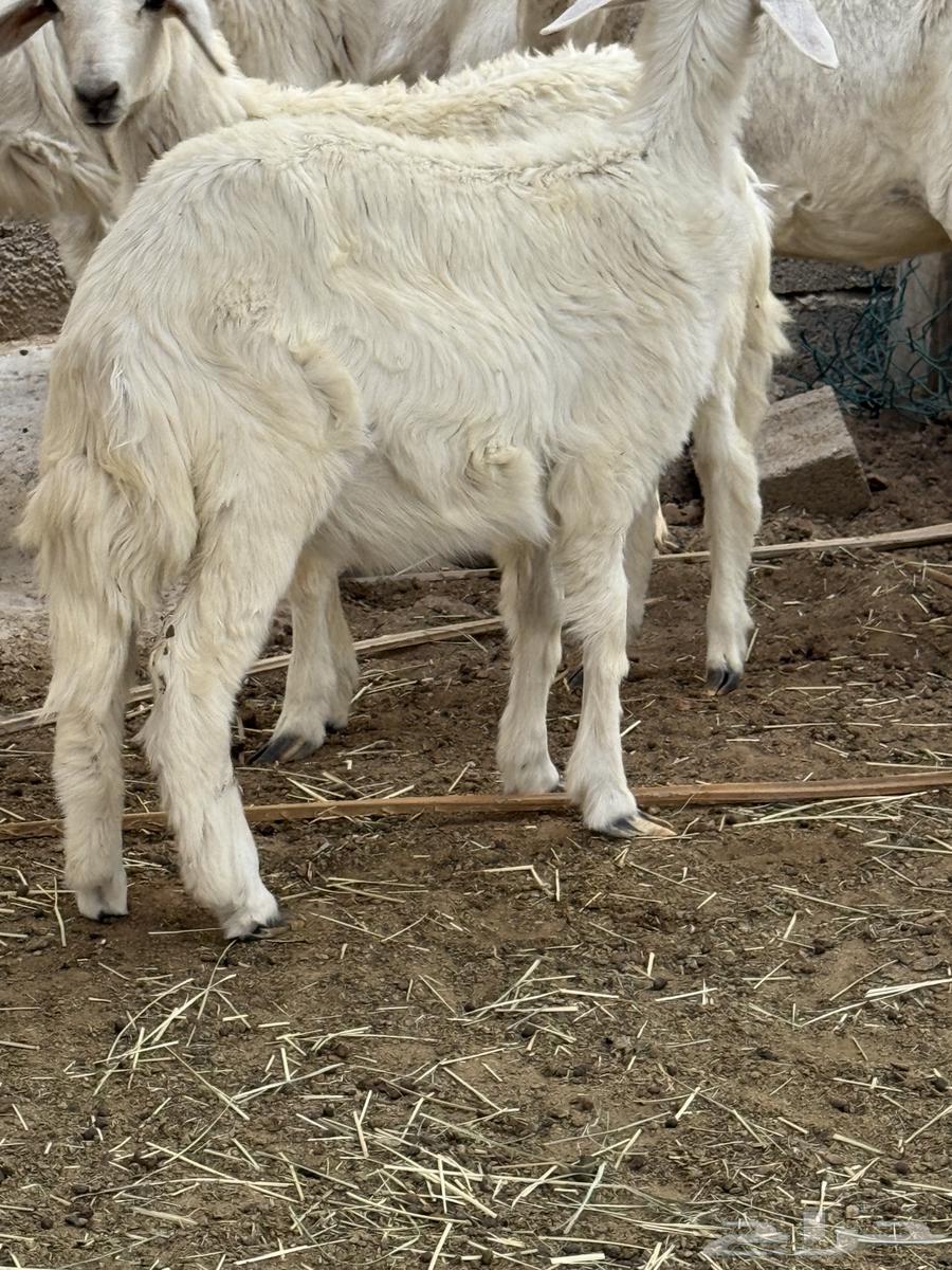 رخال للبيع64359346342274111