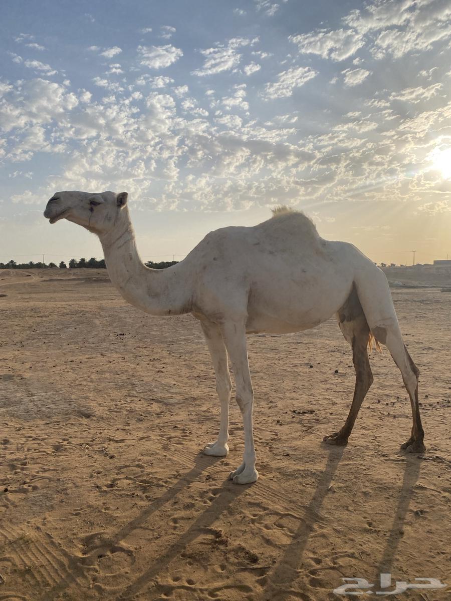 For sale, a camel and her calf, price 410064354740211073111