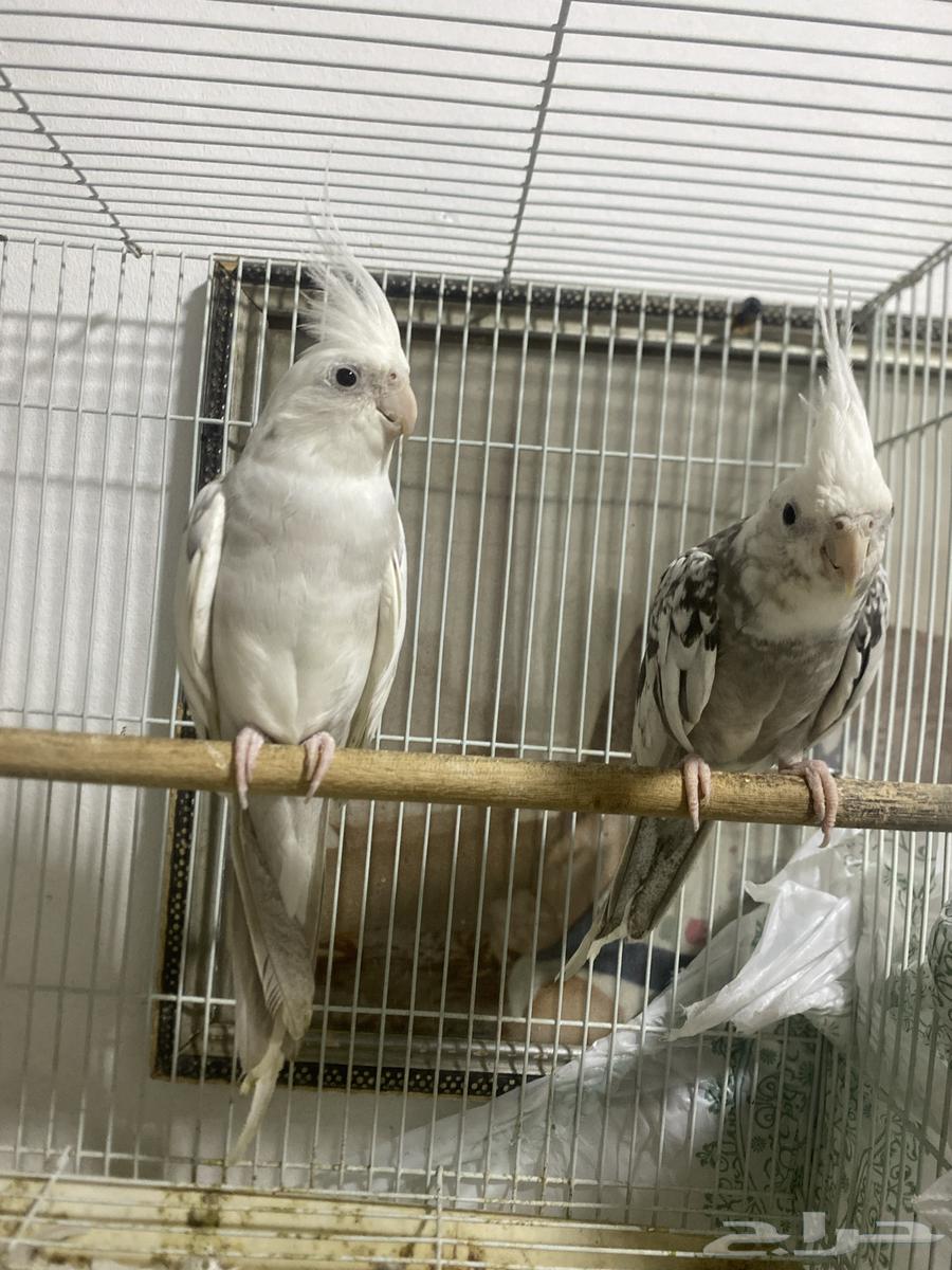 زوج كروان للبيع64351153786882112